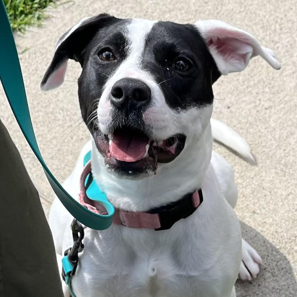 Pamela, an adoptable mixed breed in Washington, PA image 1/6