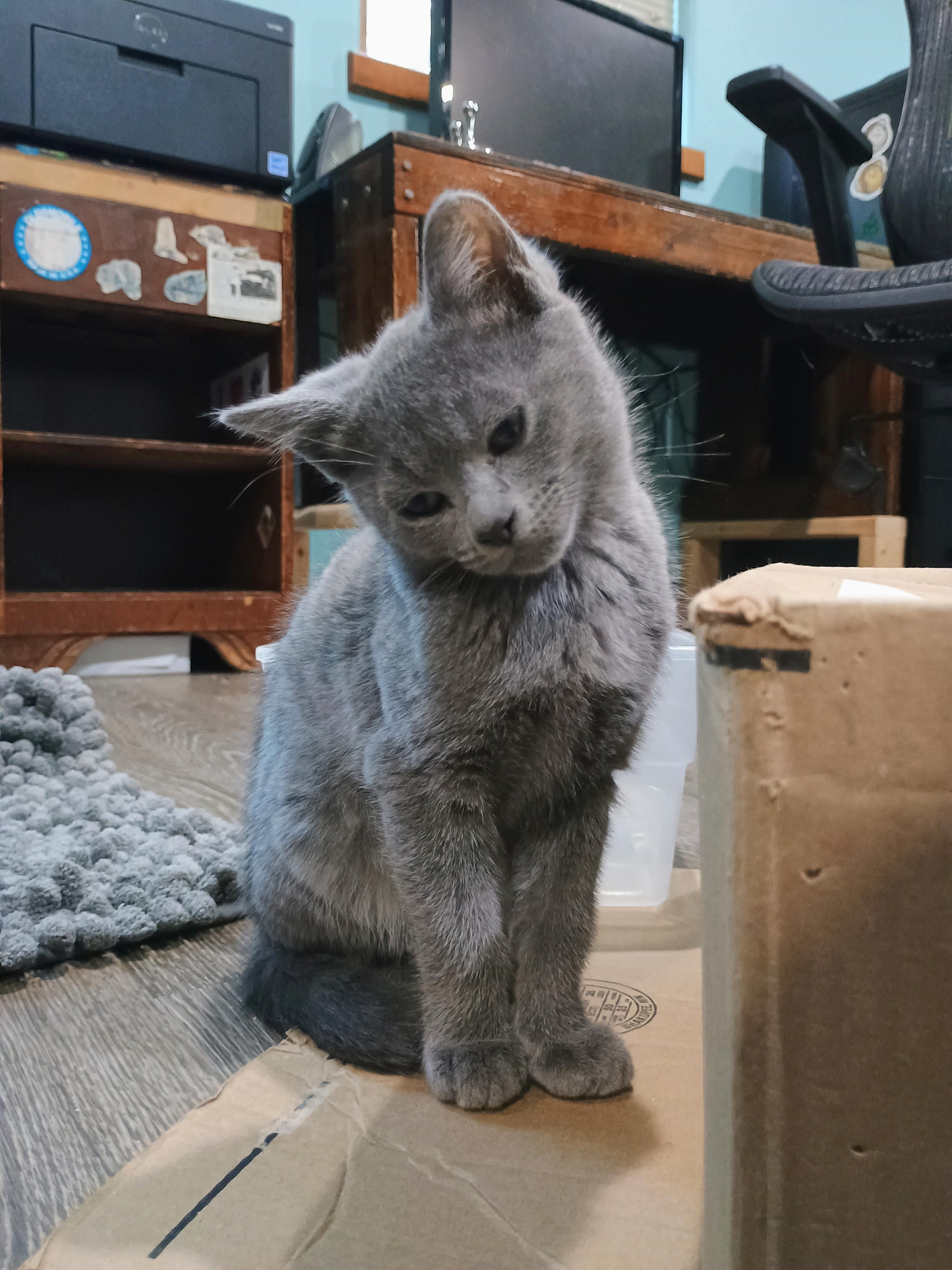 Cleo