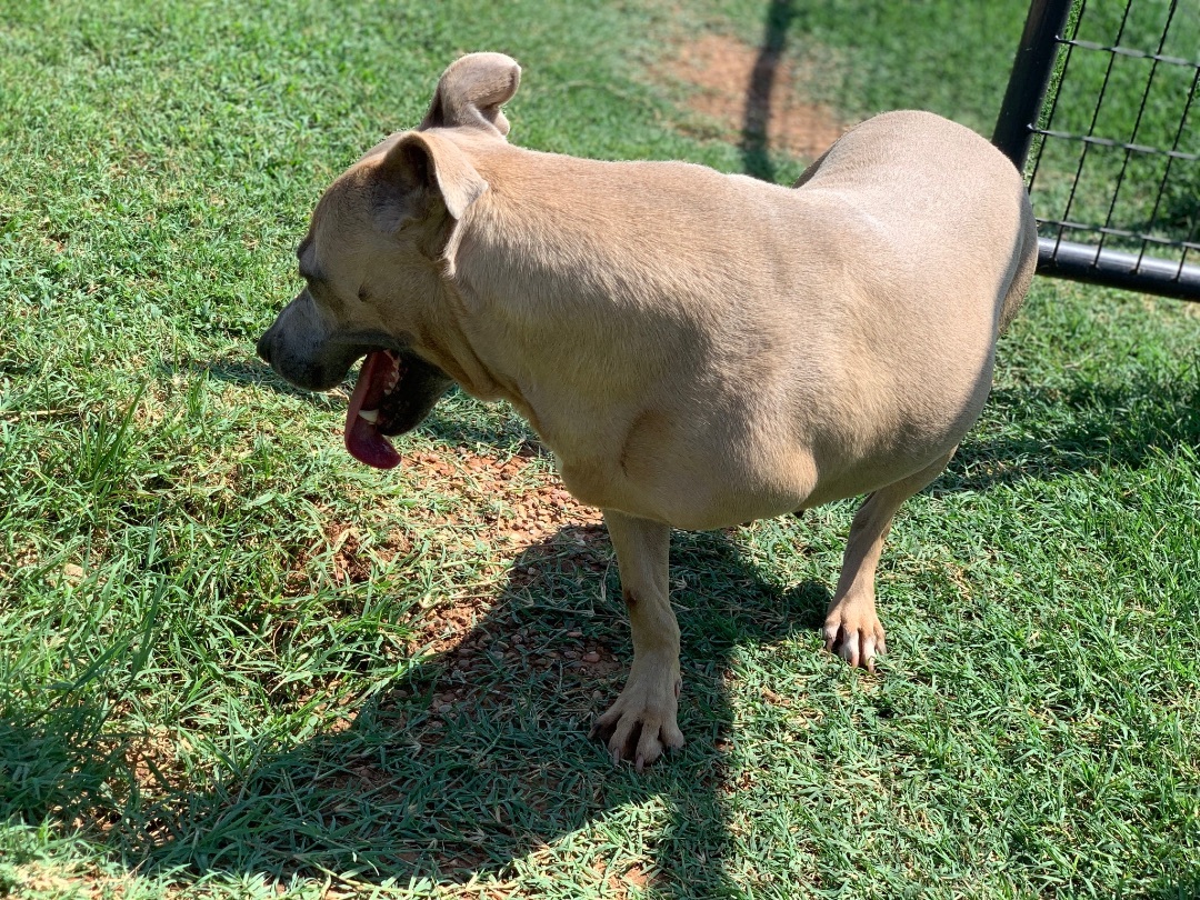 Enlarge HOP ALONG, a Adoptable mixed breed in Shawnee, OK image 14/16