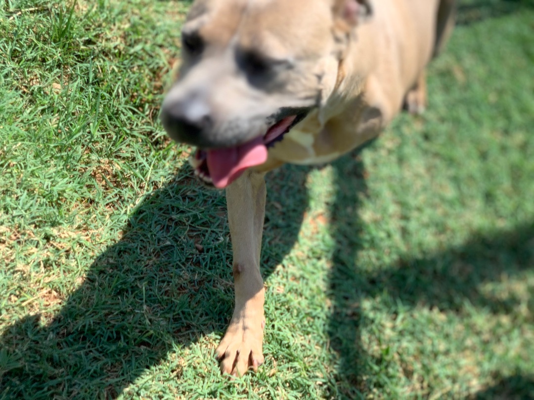 Enlarge HOP ALONG, a Adoptable mixed breed in Shawnee, OK image 15/16