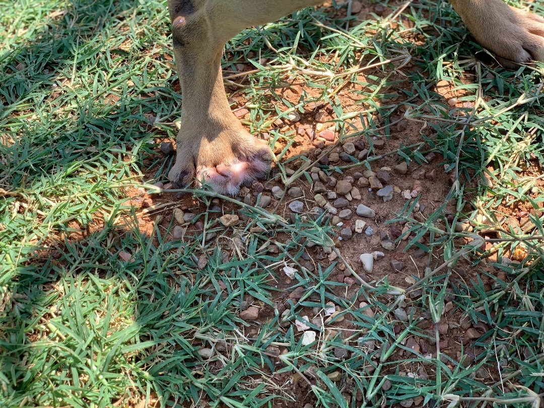 Enlarge HOP ALONG, a Adoptable mixed breed in Shawnee, OK image 16/16