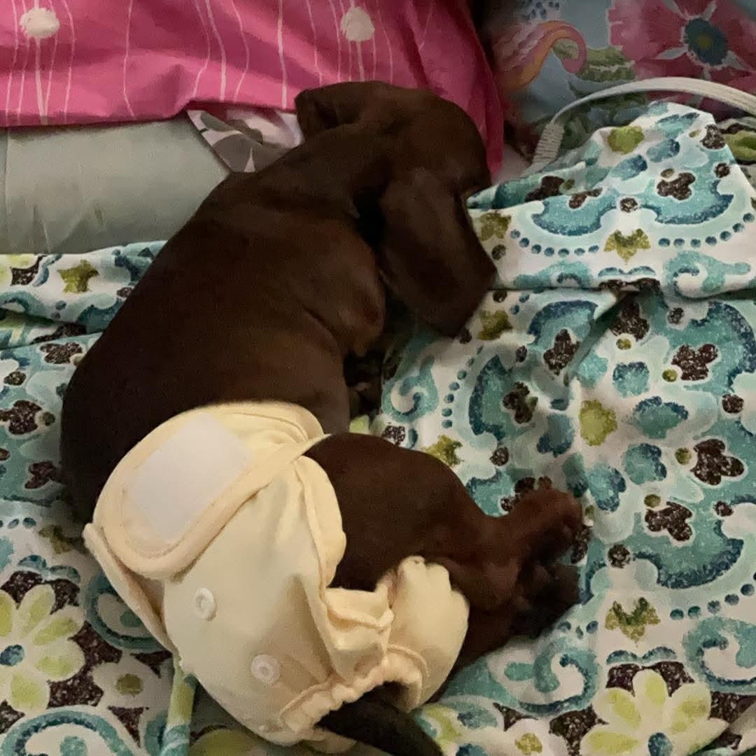 Dixie--Adoption Pending, a Adoptable Dachshund in Omaha, NE image 3/5