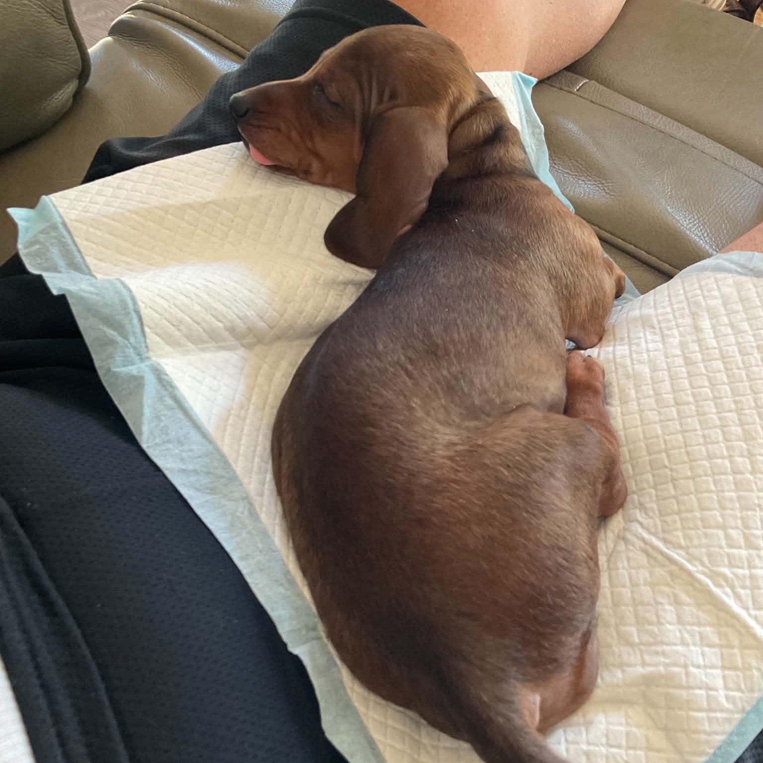 Dixie--Adoption Pending, a Adoptable Dachshund in Omaha, NE image 4/5