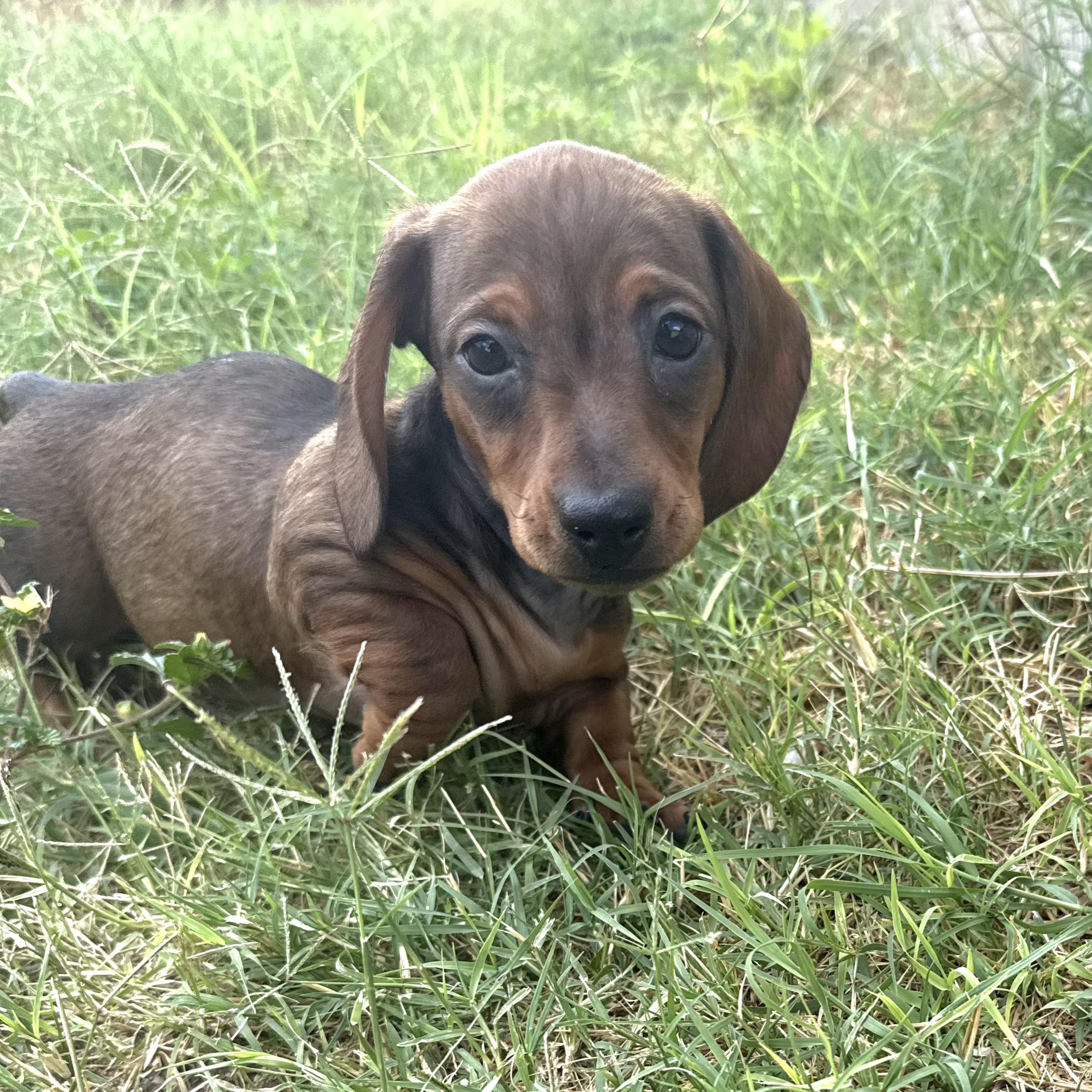 Dixie--Adoption Pending, Adoptable, Puppy Female Dachshund.