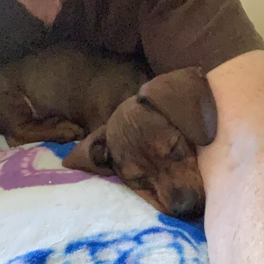 Dixie--Adoption Pending, a Adoptable Dachshund in Omaha, NE image 5/5