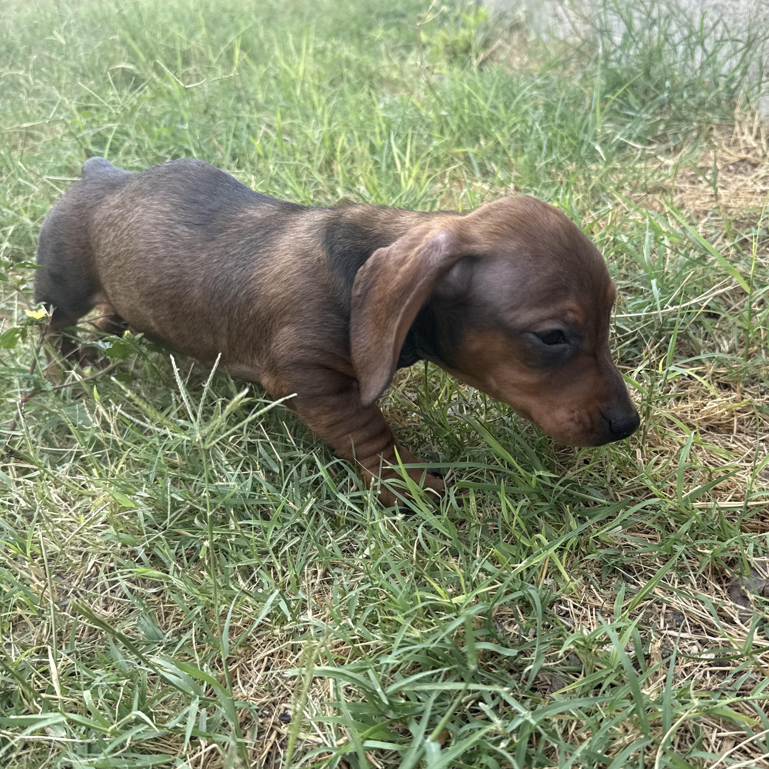 Dixie--Adoption Pending, a Adoptable Dachshund in Omaha, NE image 2/5