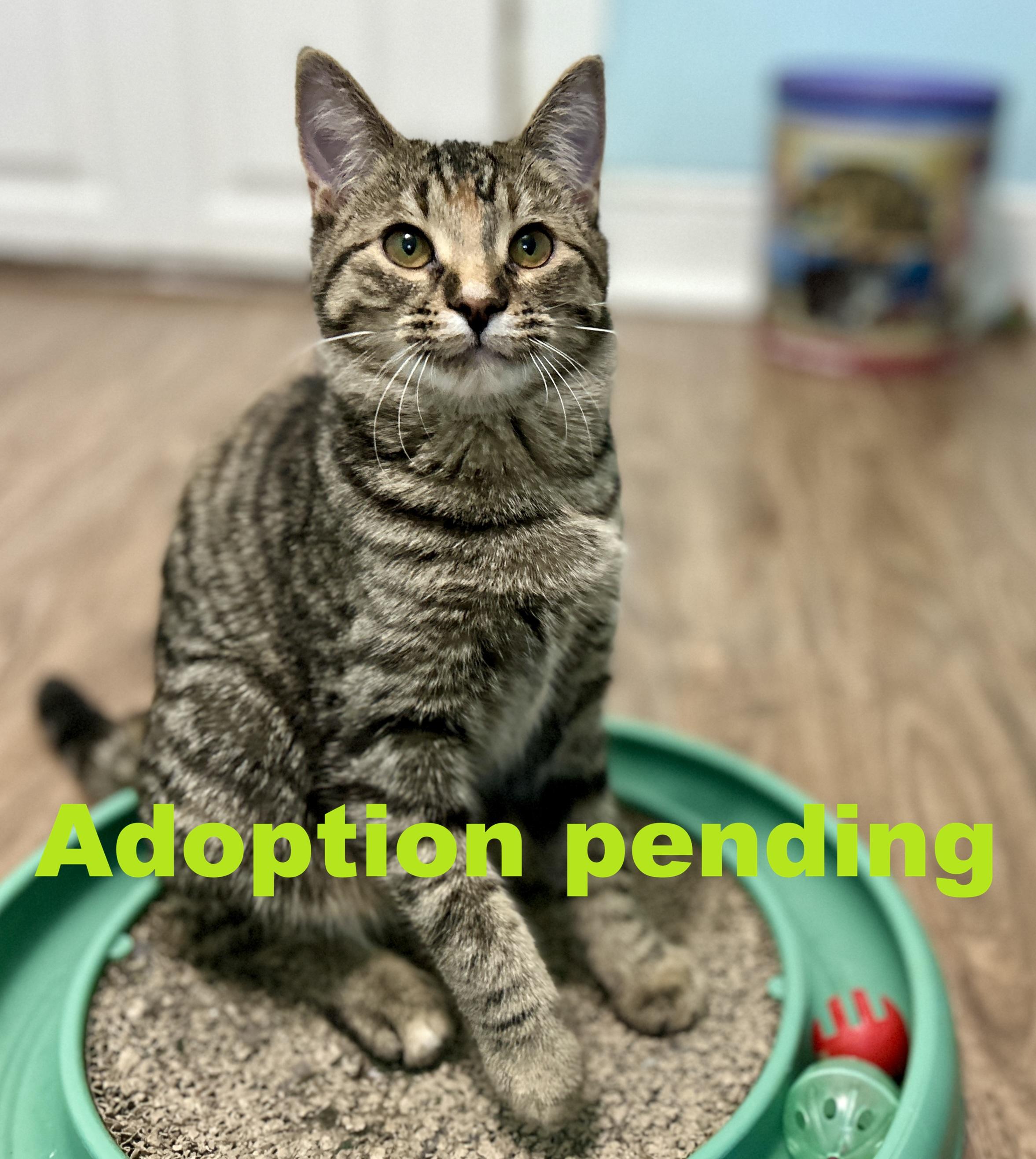 Smokey, ADOPTABLE, Kitten Female Domestic Short Hair.