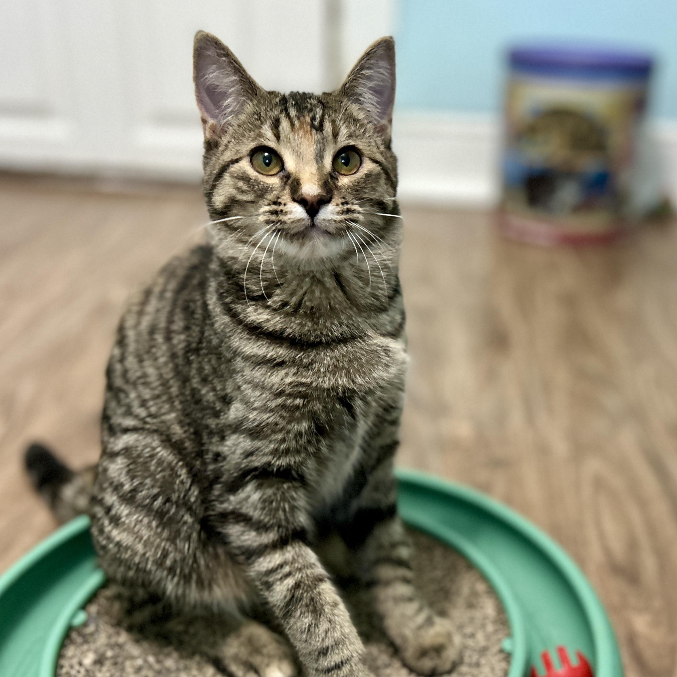 Smokey, ADOPTABLE, Kitten Female Domestic Short Hair.