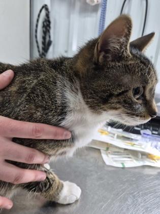 Enlarge HolidayAngel, a Adoptable mixed breed in Simcoe, ON image 1/2