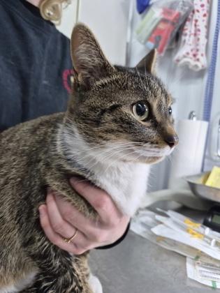 Enlarge HolidayAngel, a Adoptable mixed breed in Simcoe, ON image 2/2