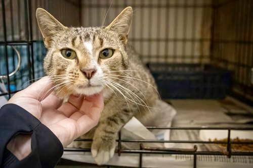 Crazy Cat (FCID# 05/14/2025 - 8)