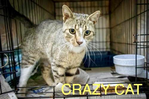 Crazy Cat (FCID# 05/14/2025 - 8)