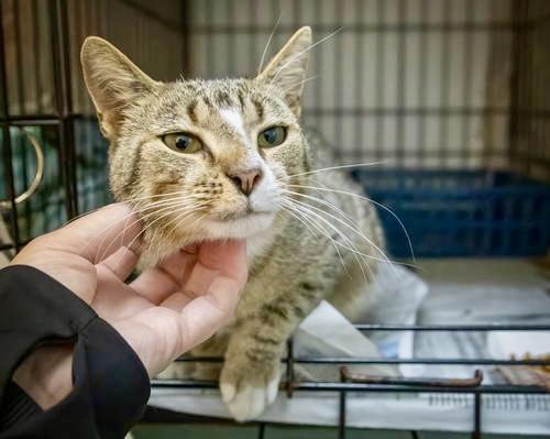 Crazy Cat (FCID# 05/14/2025 - 8)