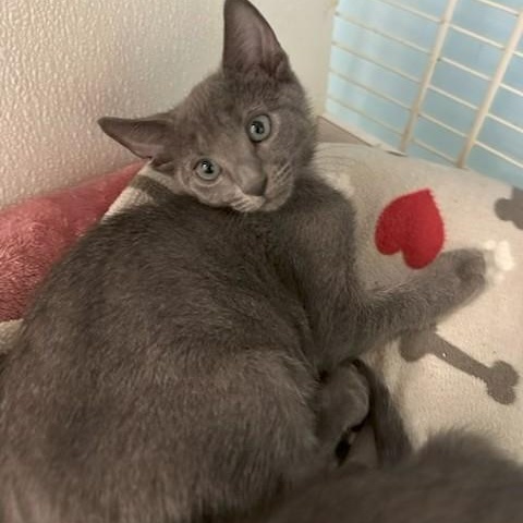 Blue, adopted, Kitten Male Domestic Short Hair & Russian Blue.