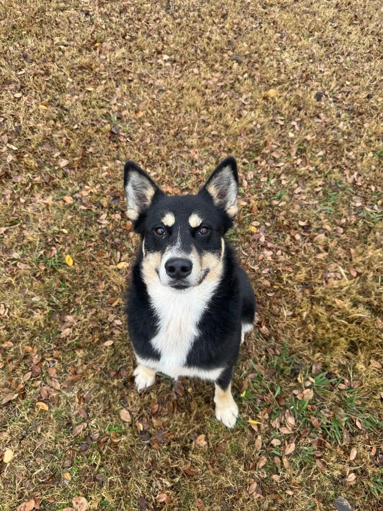 Ozzy Pawsborne, Adoptable, Adult Male Shepherd.