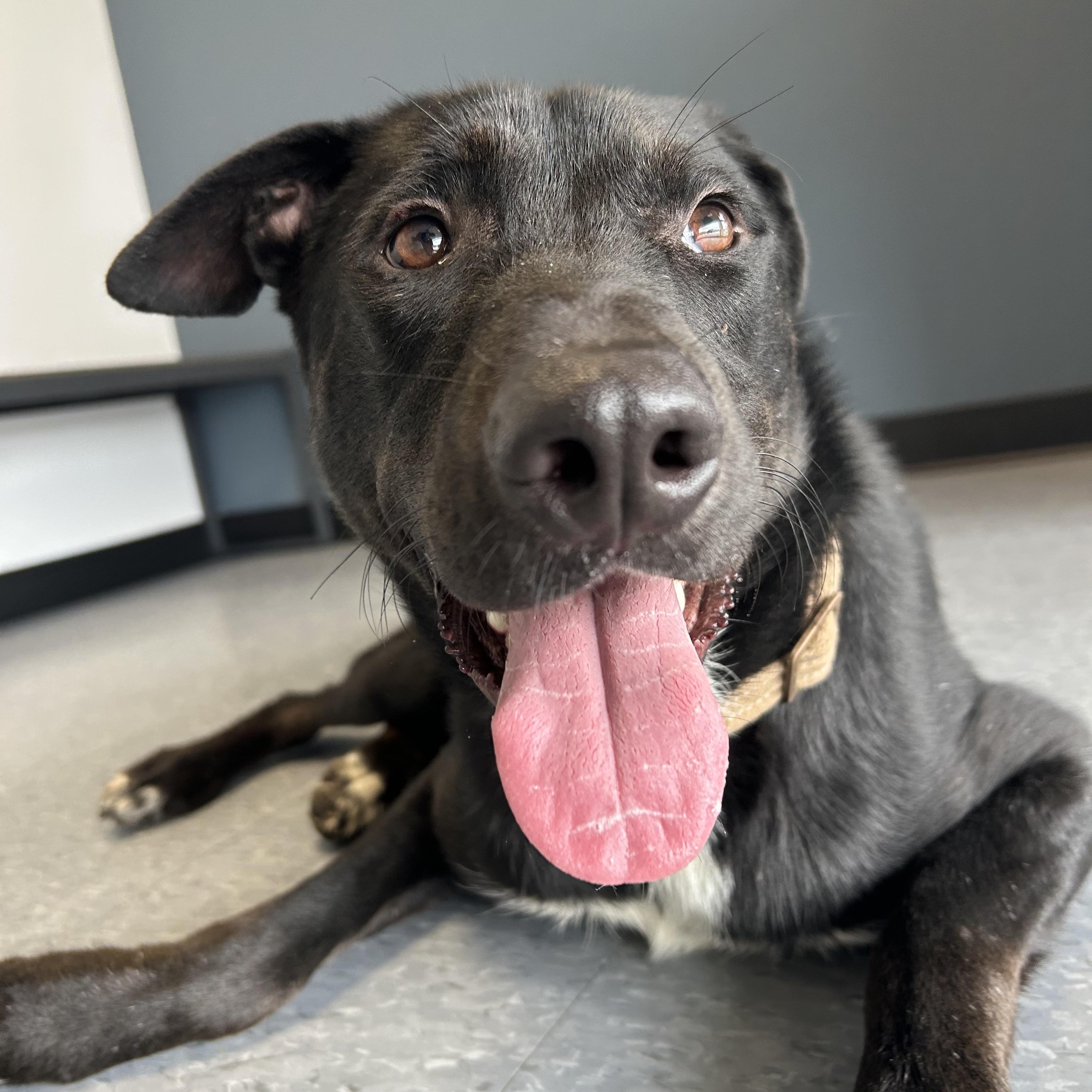 Leo, an adoptable mixed breed in Danbury, CT image 3/5