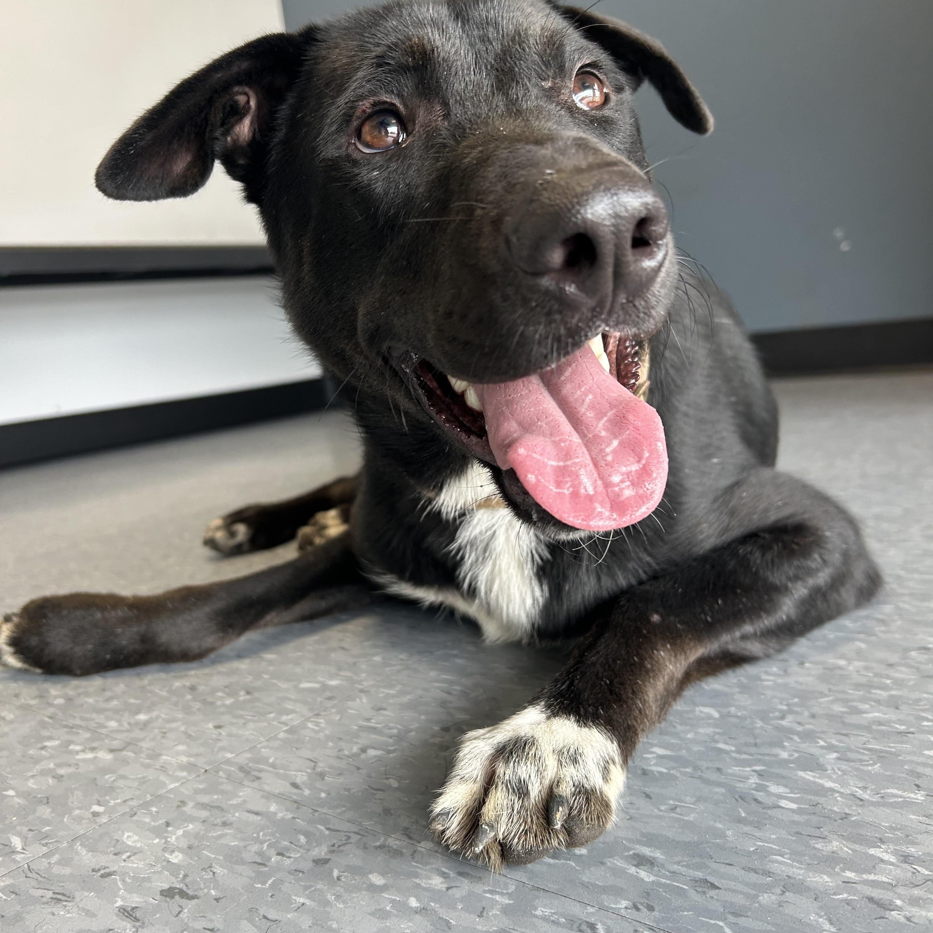 Leo, adoptable, Young Male Black Labrador Retriever & Pit Bull Terrier.