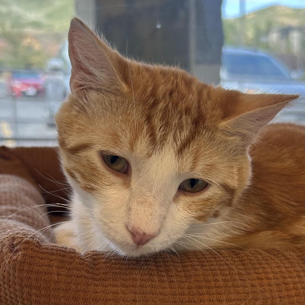 Corn bread, Adoptable, Young Male Domestic Short Hair.
