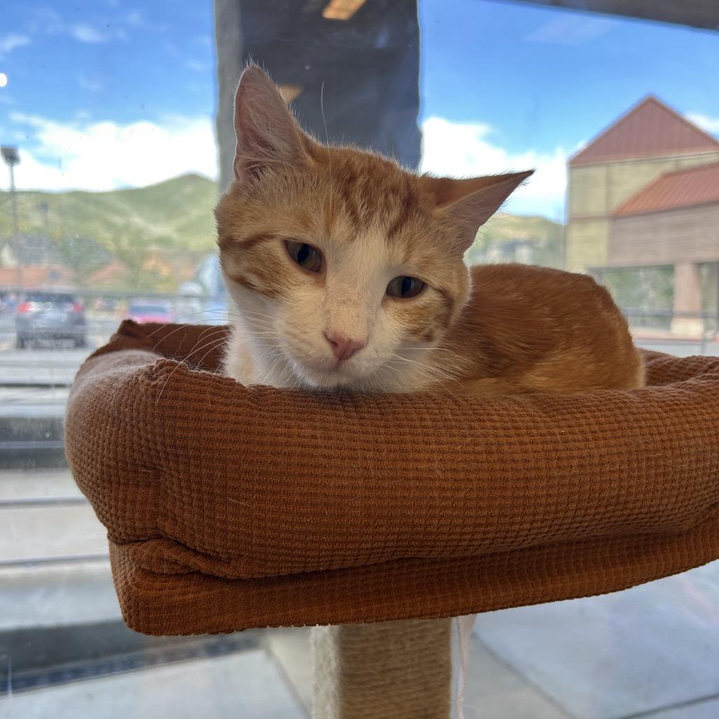 Corn bread, a Adoptable Domestic Short Hair in Park City, UT image 2/3