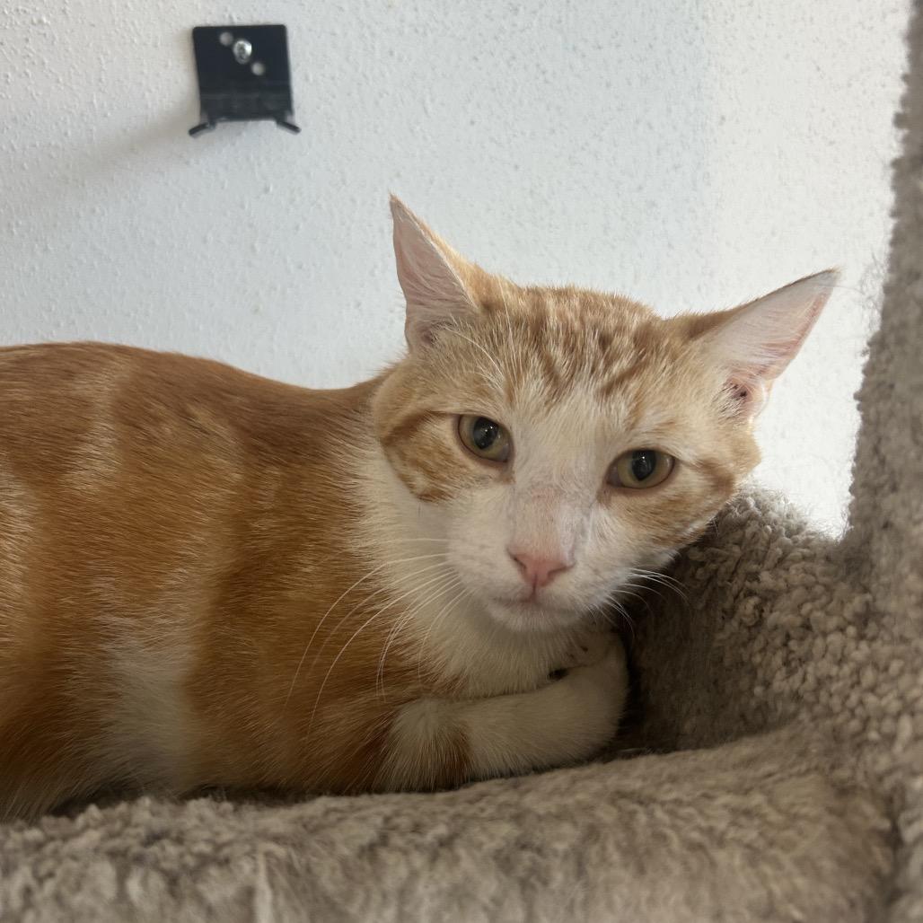 Corn bread, a Adoptable Domestic Short Hair in Park City, UT image 3/3