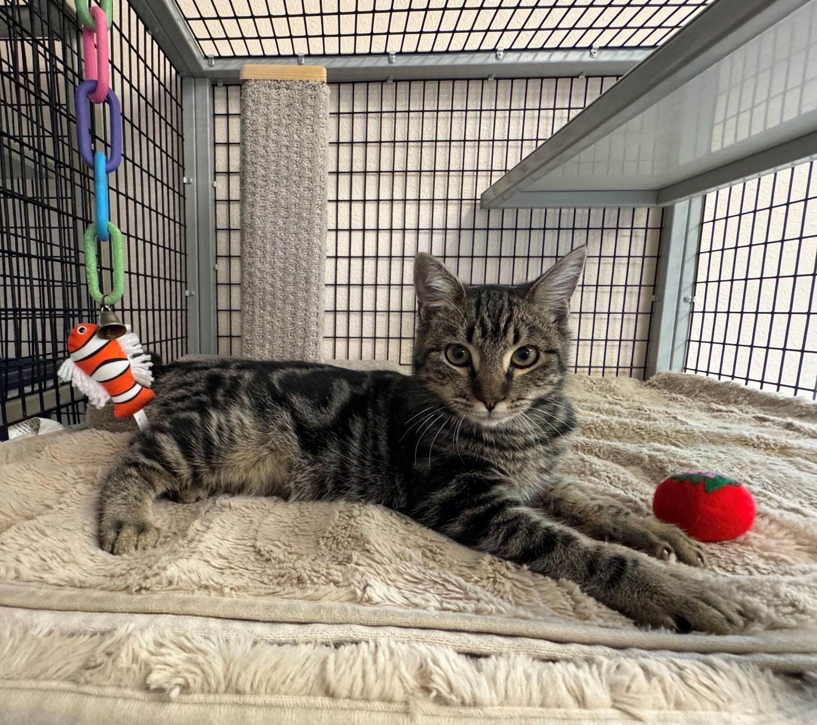 Enlarge Ollie, a Adopted Domestic Short Hair in Ripon, CA image 2/3