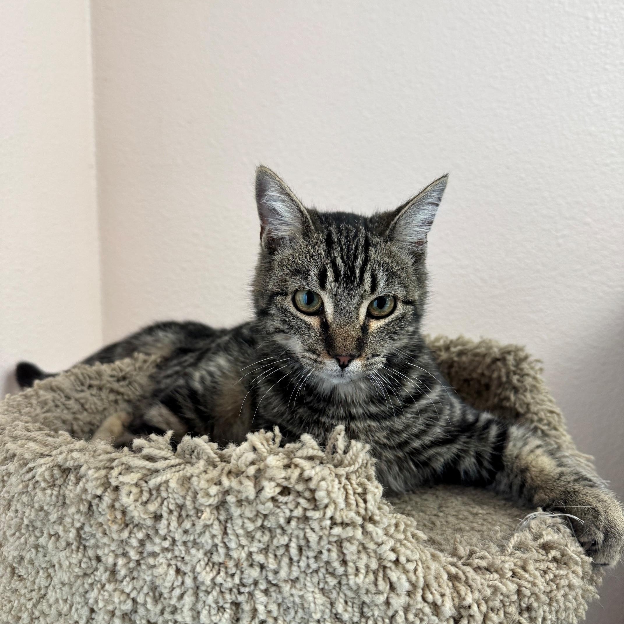 Enlarge Ollie, a Adopted Domestic Short Hair in Ripon, CA image 3/3