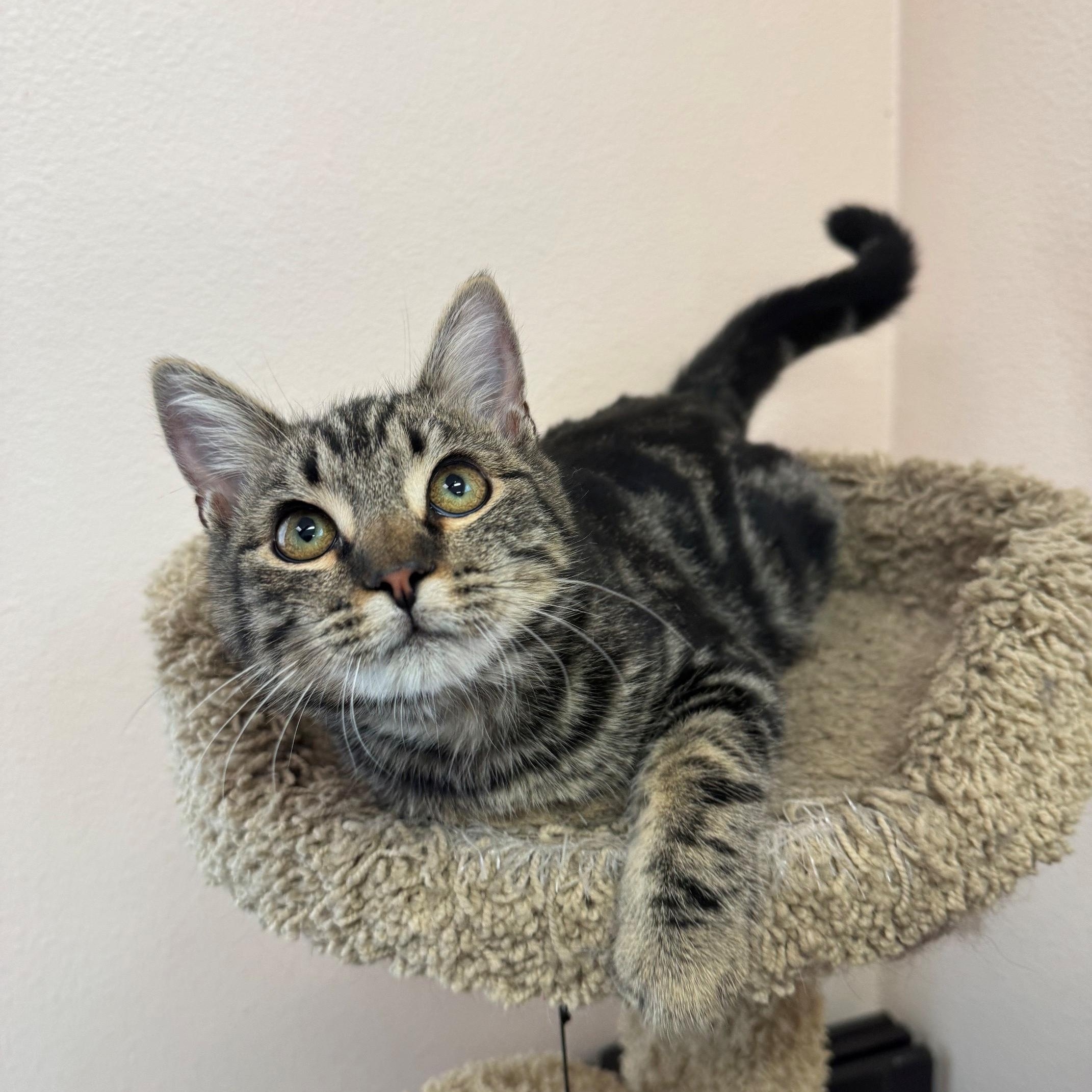 Ollie, Adopted, Young Male Domestic Short Hair.