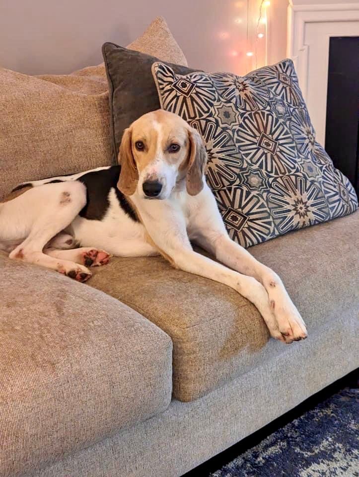 Enlarge Snoopy, a Adopted American Foxhound in Monroe, NC image 1/12