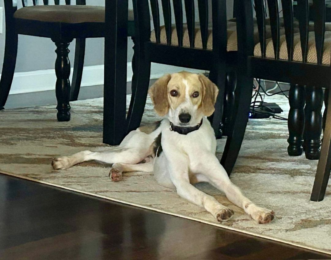 Enlarge Snoopy, a Adopted American Foxhound in Monroe, NC image 2/12
