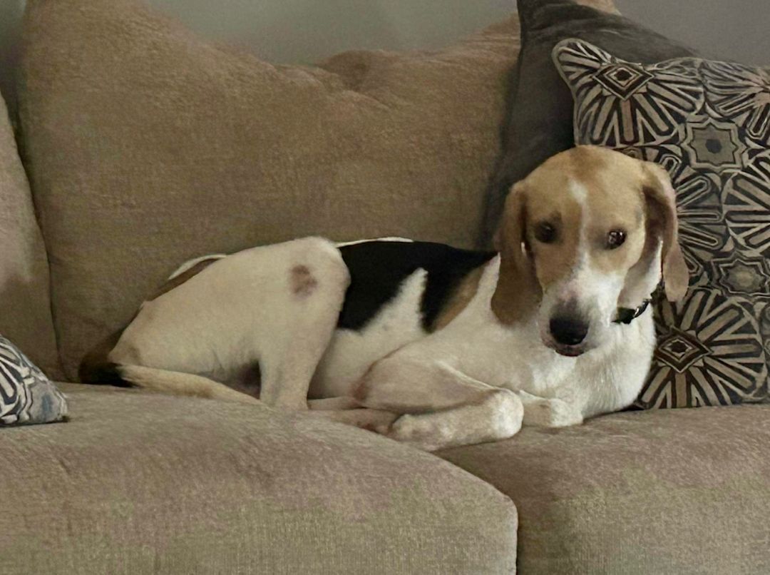 Enlarge Snoopy, a Adopted American Foxhound in Monroe, NC image 3/12