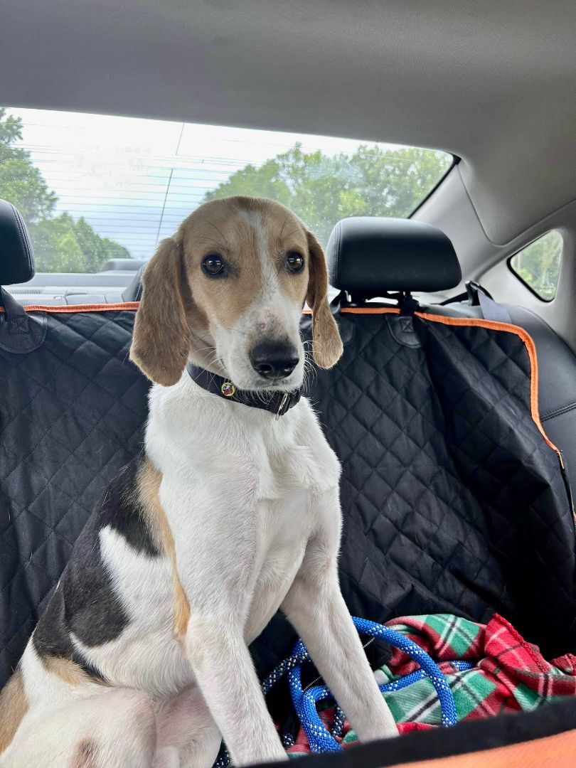 Enlarge Snoopy, a Adopted American Foxhound in Monroe, NC image 5/12