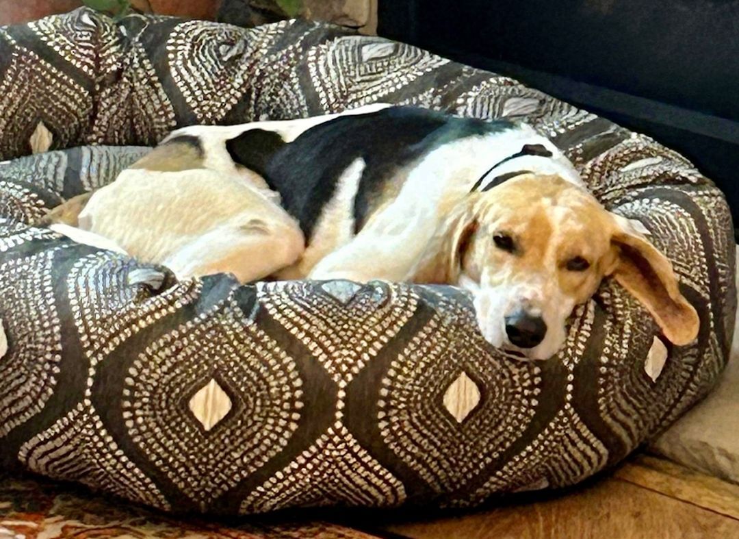 Enlarge Snoopy, a Adopted American Foxhound in Monroe, NC image 6/12
