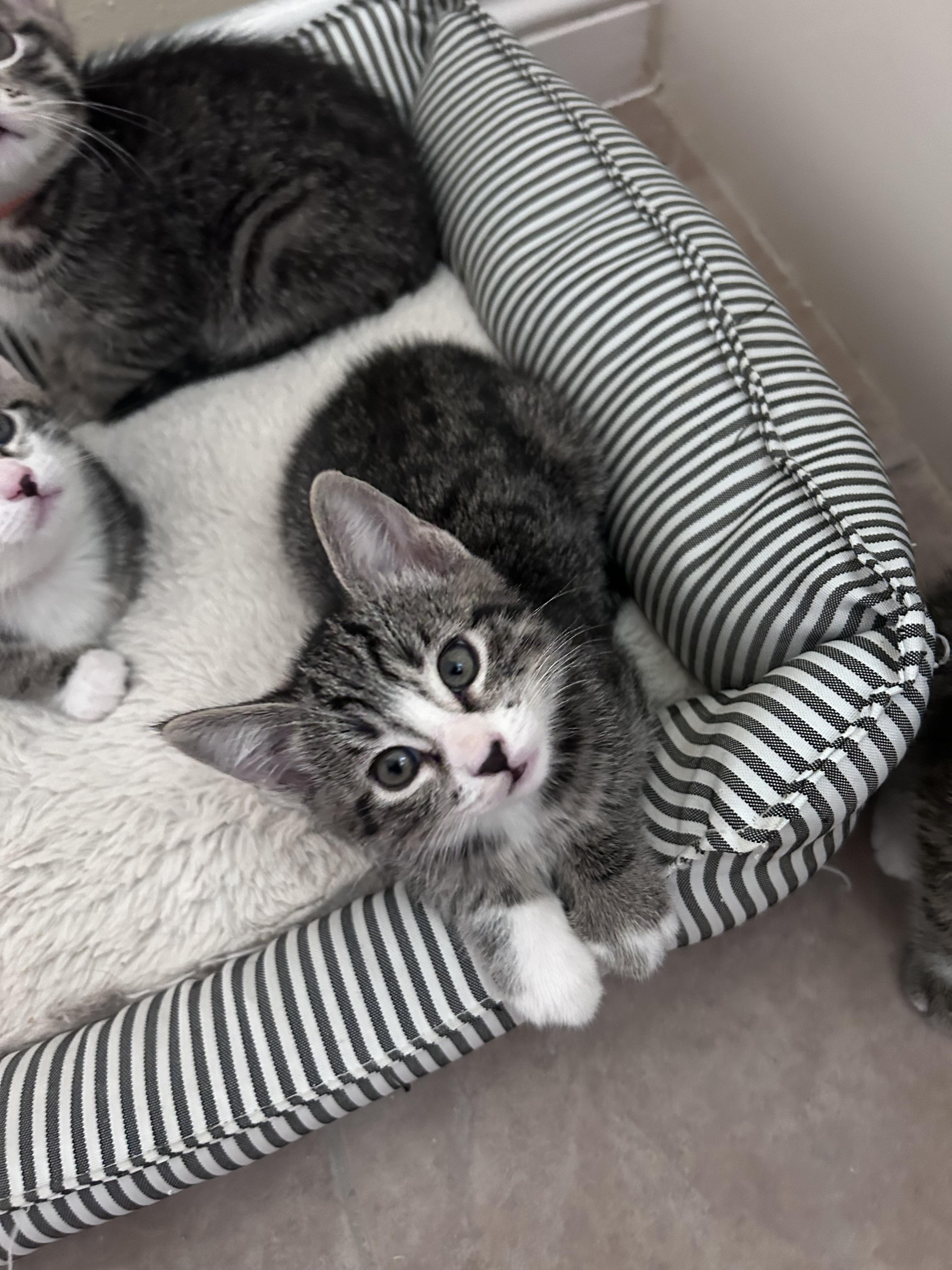 Quatro, a Adoptable Domestic Short Hair in Long Beach, CA image 1/4