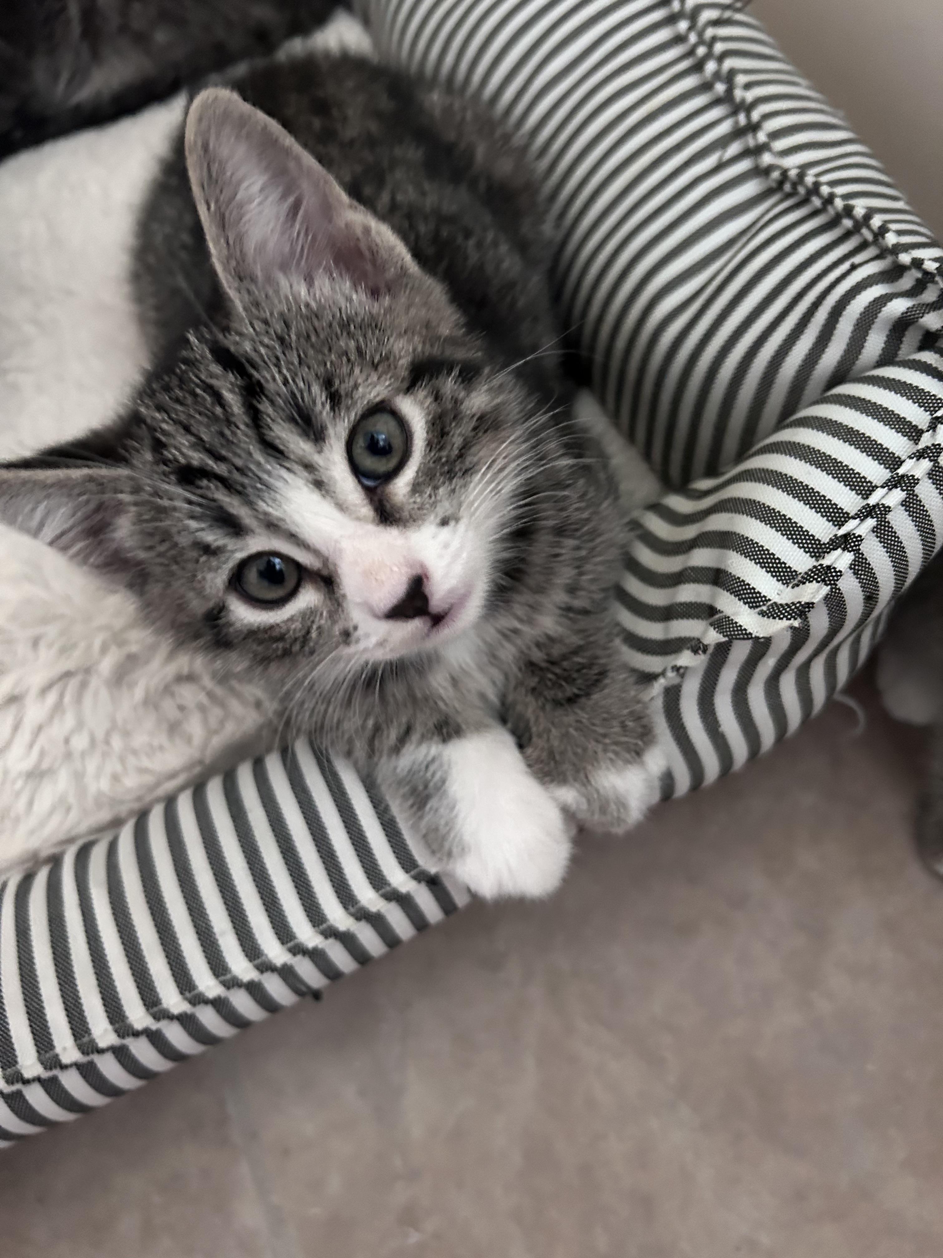 Quatro, a Adoptable Domestic Short Hair in Long Beach, CA image 2/4