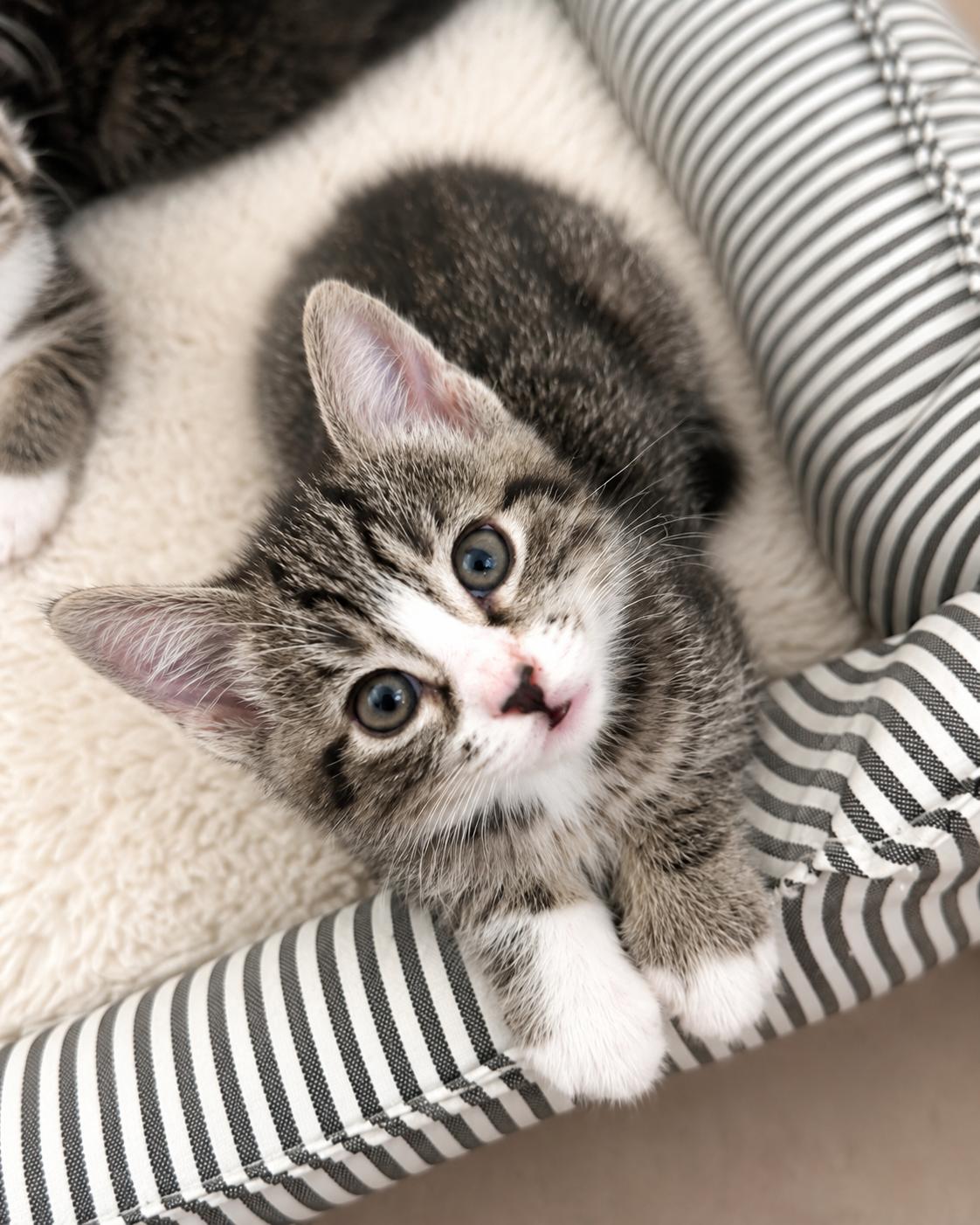 Quatro, Adoptable, Kitten Female Domestic Short Hair.