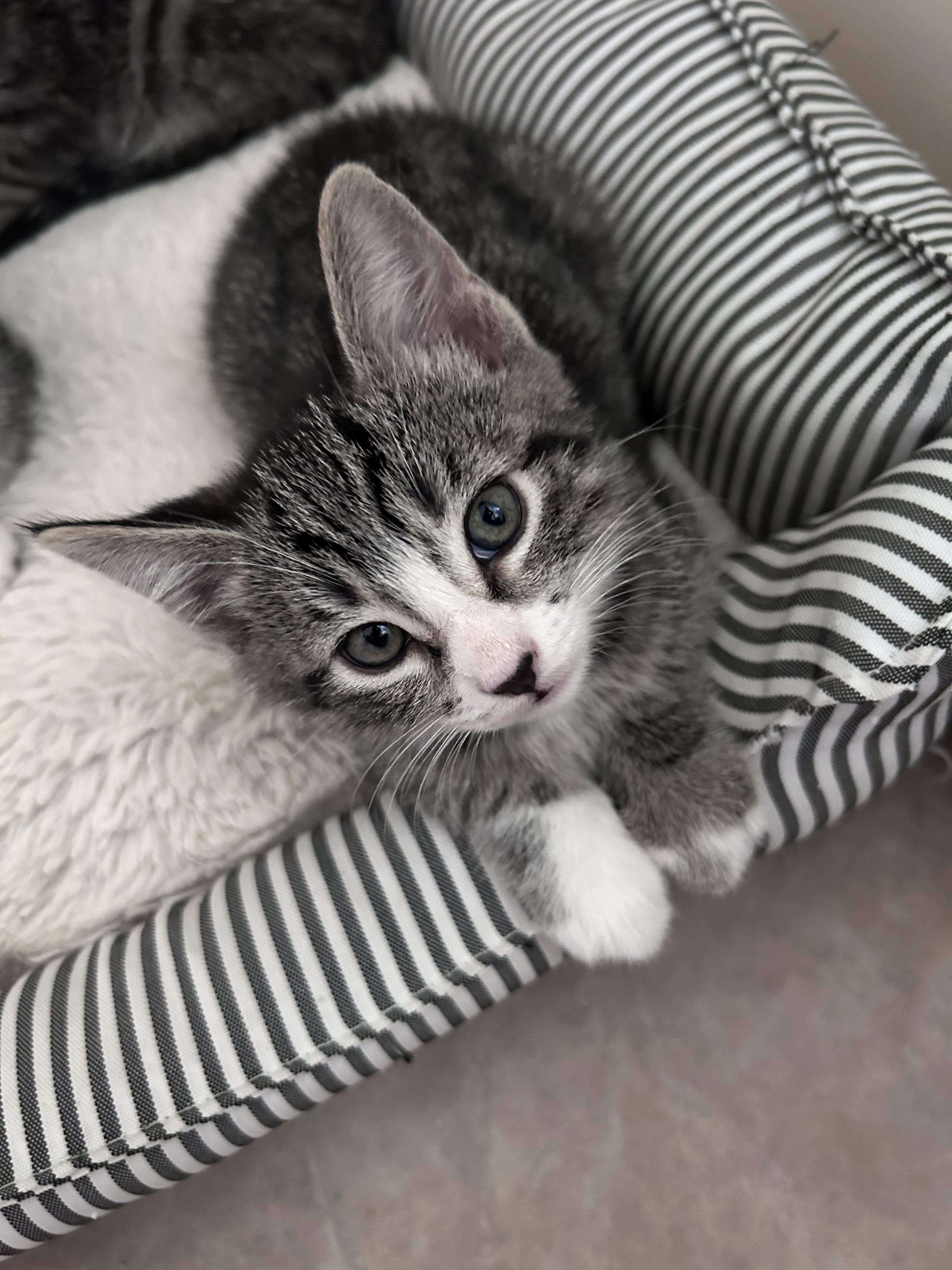 Quatro, a Adoptable Domestic Short Hair in Long Beach, CA image 4/4