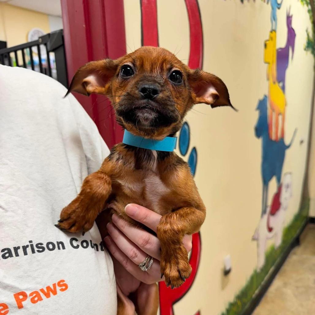 Cichlid, Adoptable, Puppy Female Mixed Breed.