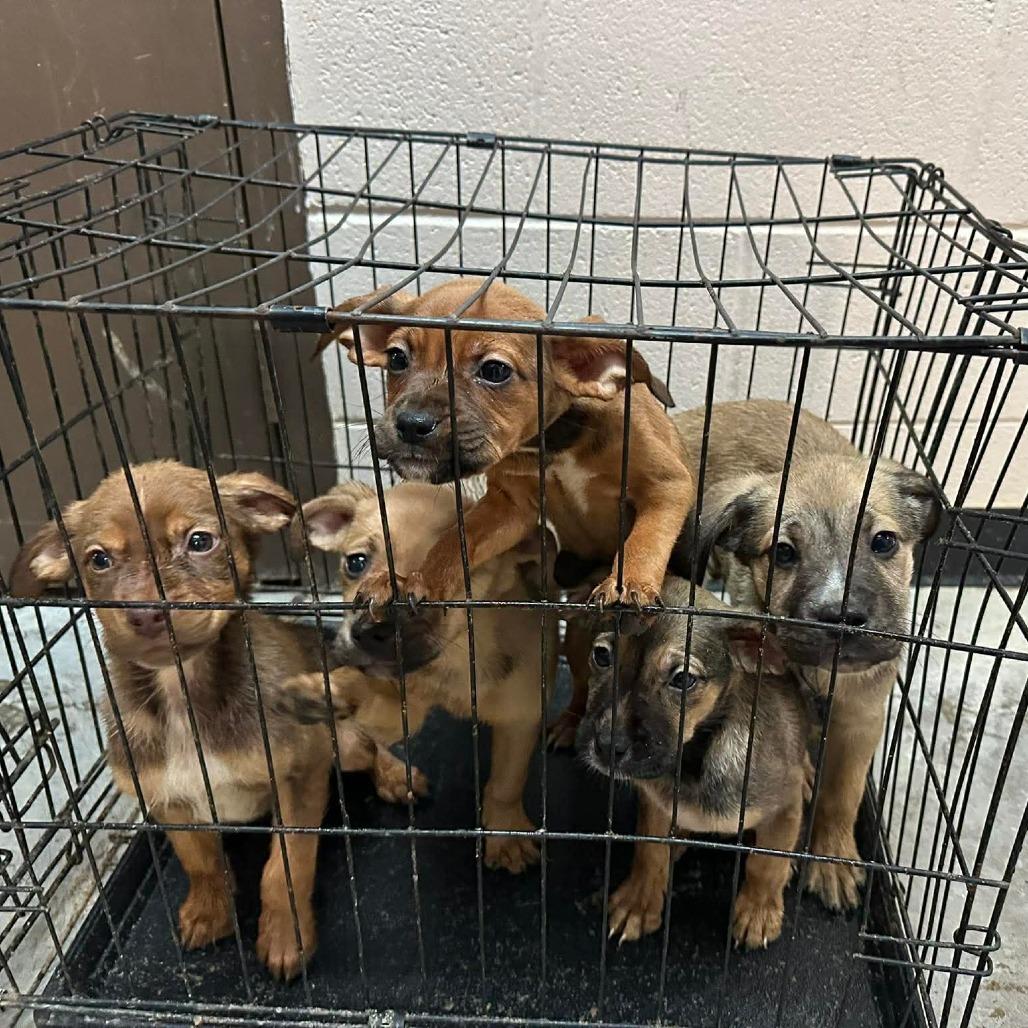 Cichlid, a Adoptable Mixed Breed in Shinnston, WV image 2/2