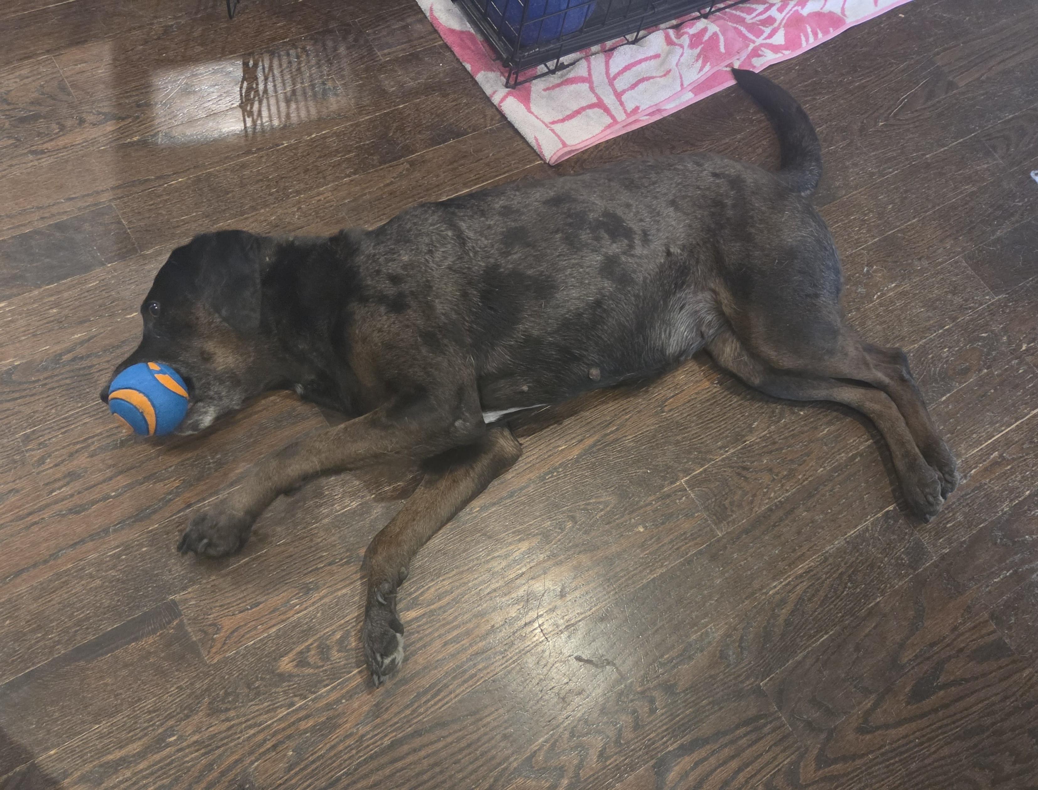 Enlarge Holly - MA, a ADOPTABLE mixed breed in Merrimac, MA image 4/5