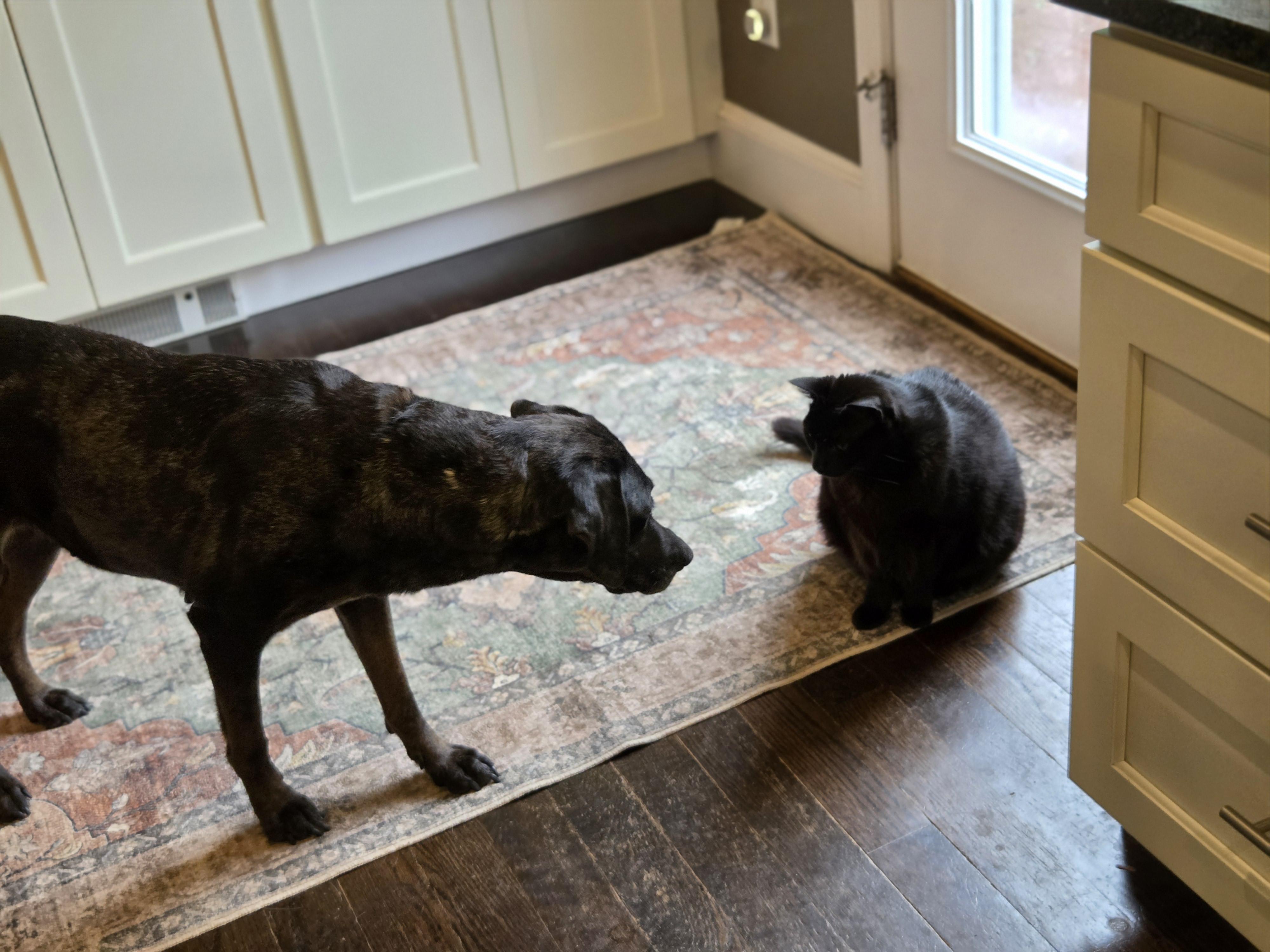 Enlarge Holly - MA, a ADOPTABLE mixed breed in Merrimac, MA image 2/5