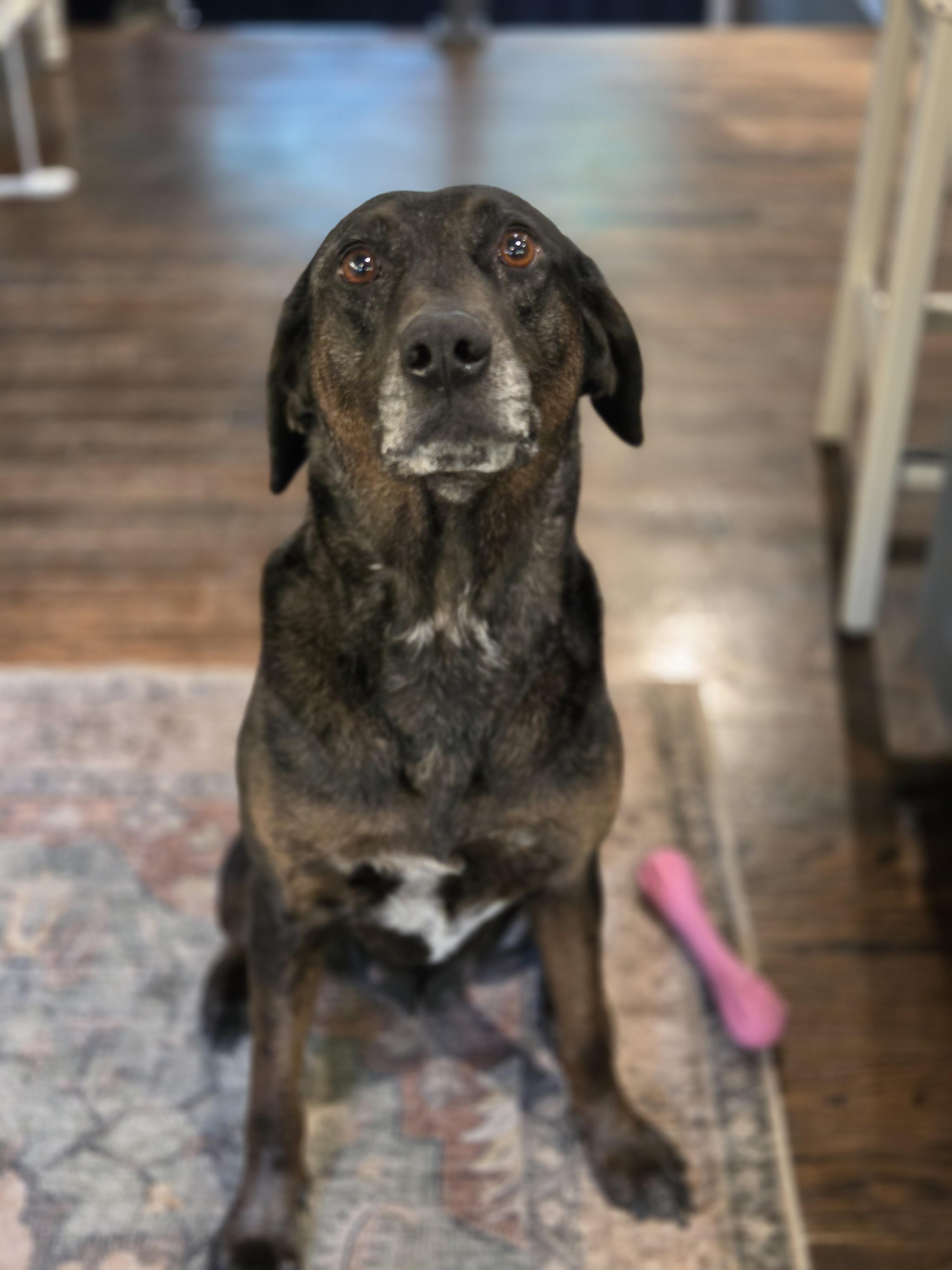 Enlarge Holly - MA, a ADOPTABLE mixed breed in Merrimac, MA image 1/5