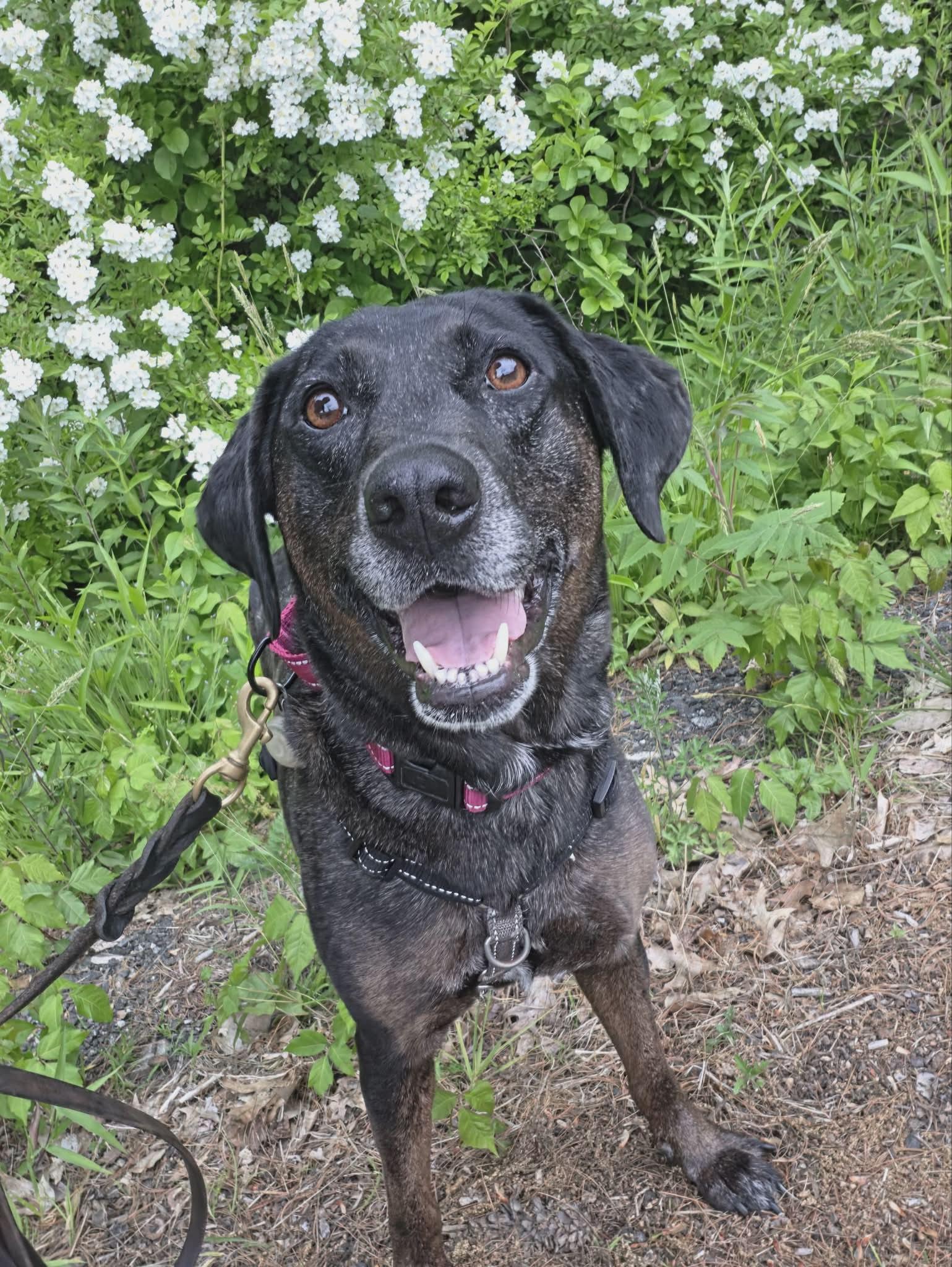 Enlarge Holly - MA, a ADOPTABLE mixed breed in Merrimac, MA image 5/5