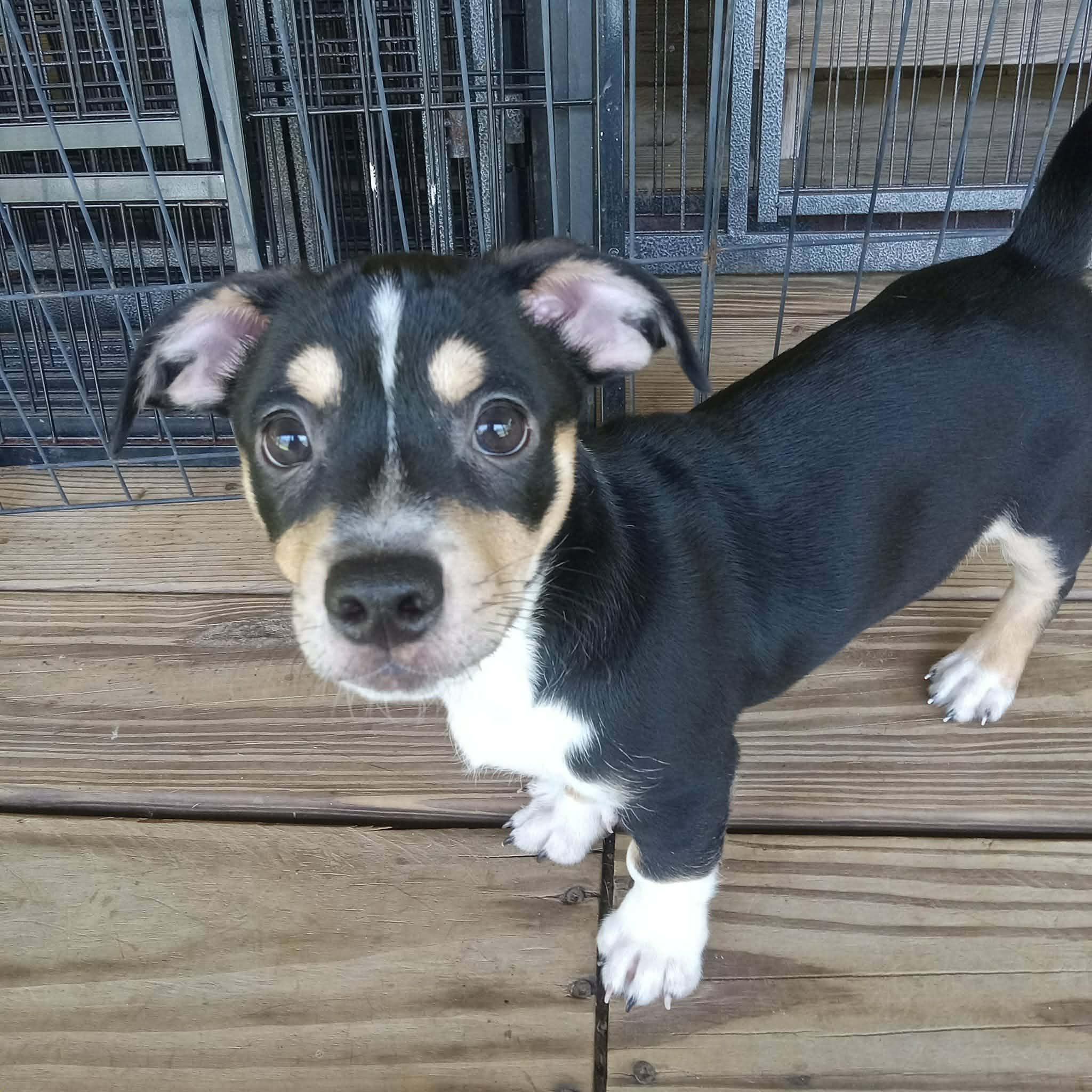 Hutch, an adoptable mixed breed in Milton, FL image 2/3