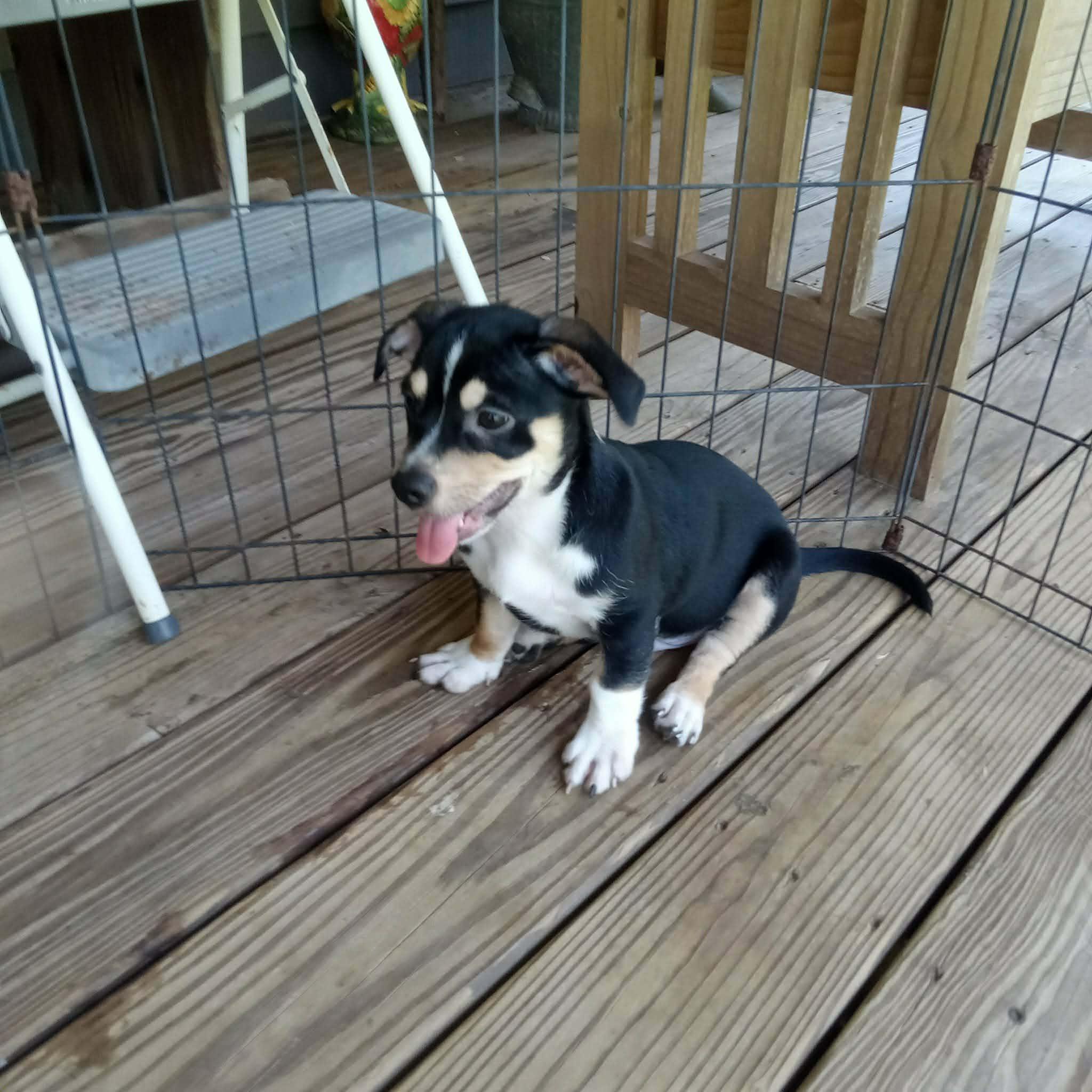 Hutch, an adoptable mixed breed in Milton, FL image 3/3