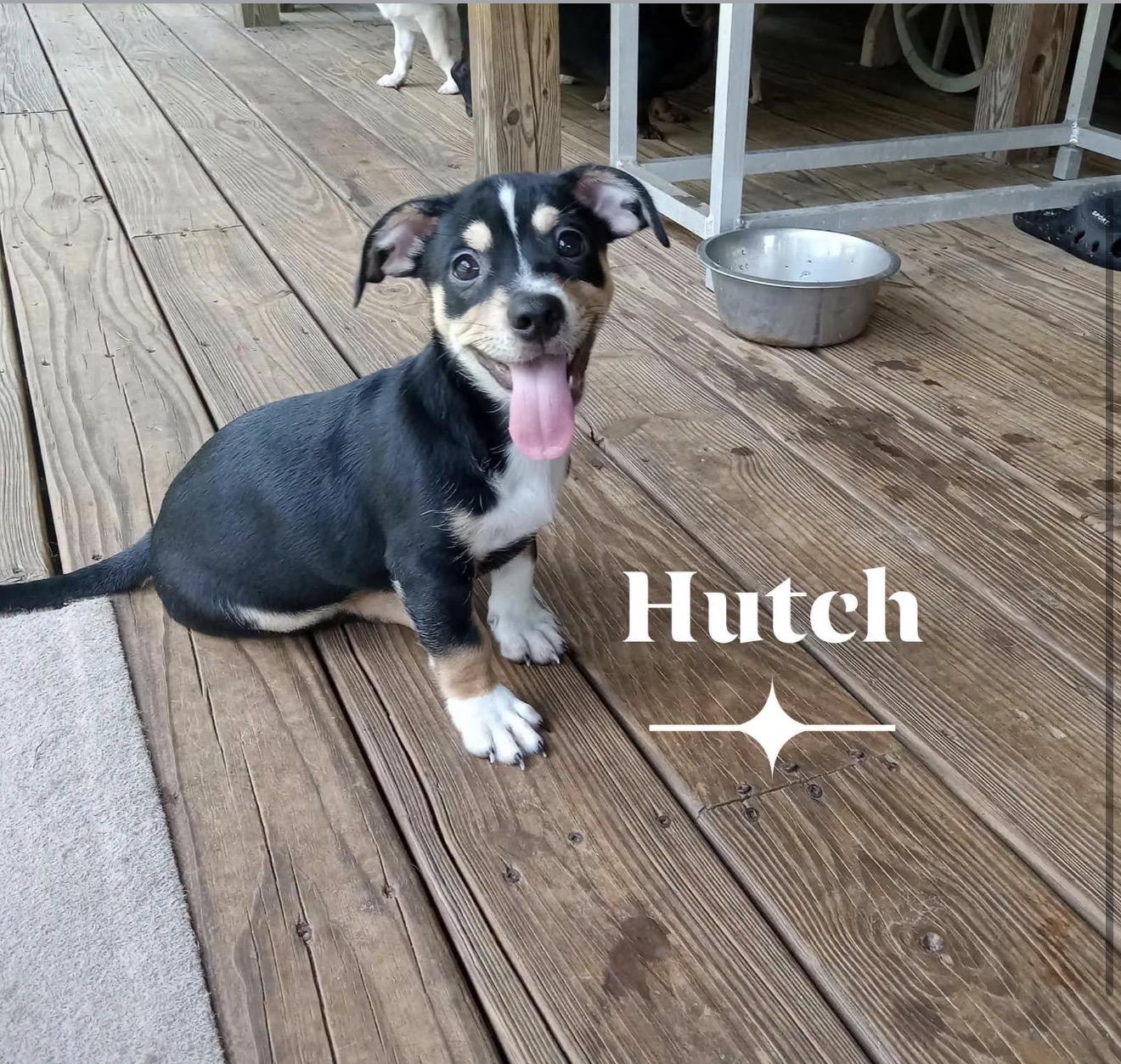 Hutch, an adoptable mixed breed in Milton, FL image 1/3