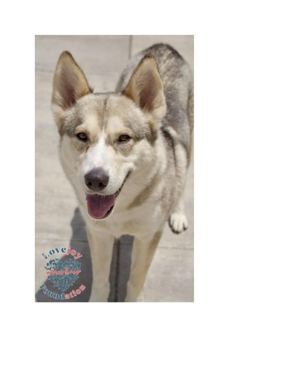 Aurora COH a beautiful 5 year old female Husky who was found as a stray in the City of Hawthorne