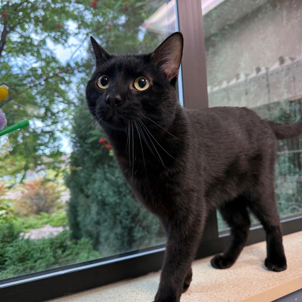 Enlarge Raymond, a Adoptable Domestic Short Hair in Great Falls, MT image 1/6