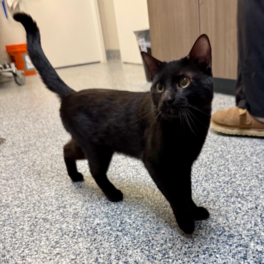 Enlarge Raymond, a Adoptable Domestic Short Hair in Great Falls, MT image 2/6
