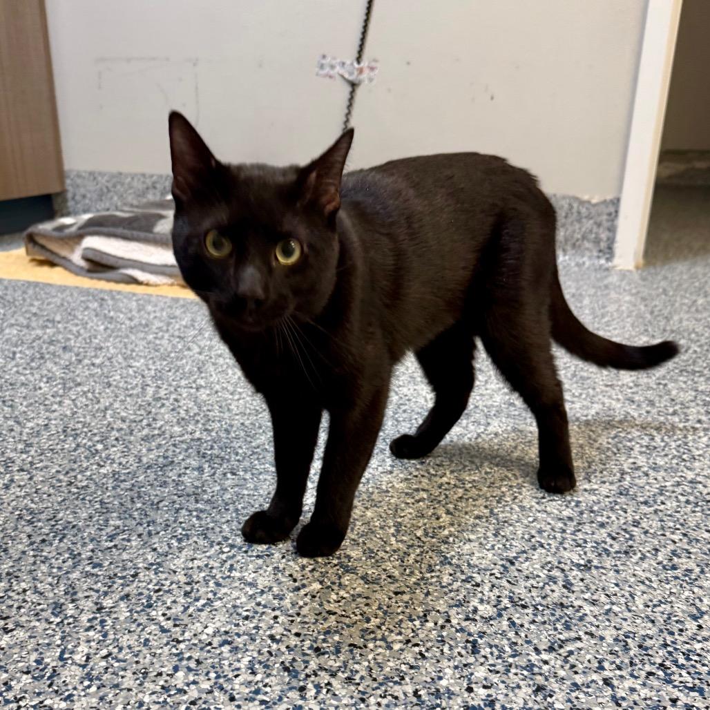Enlarge Raymond, a Adoptable Domestic Short Hair in Great Falls, MT image 3/6