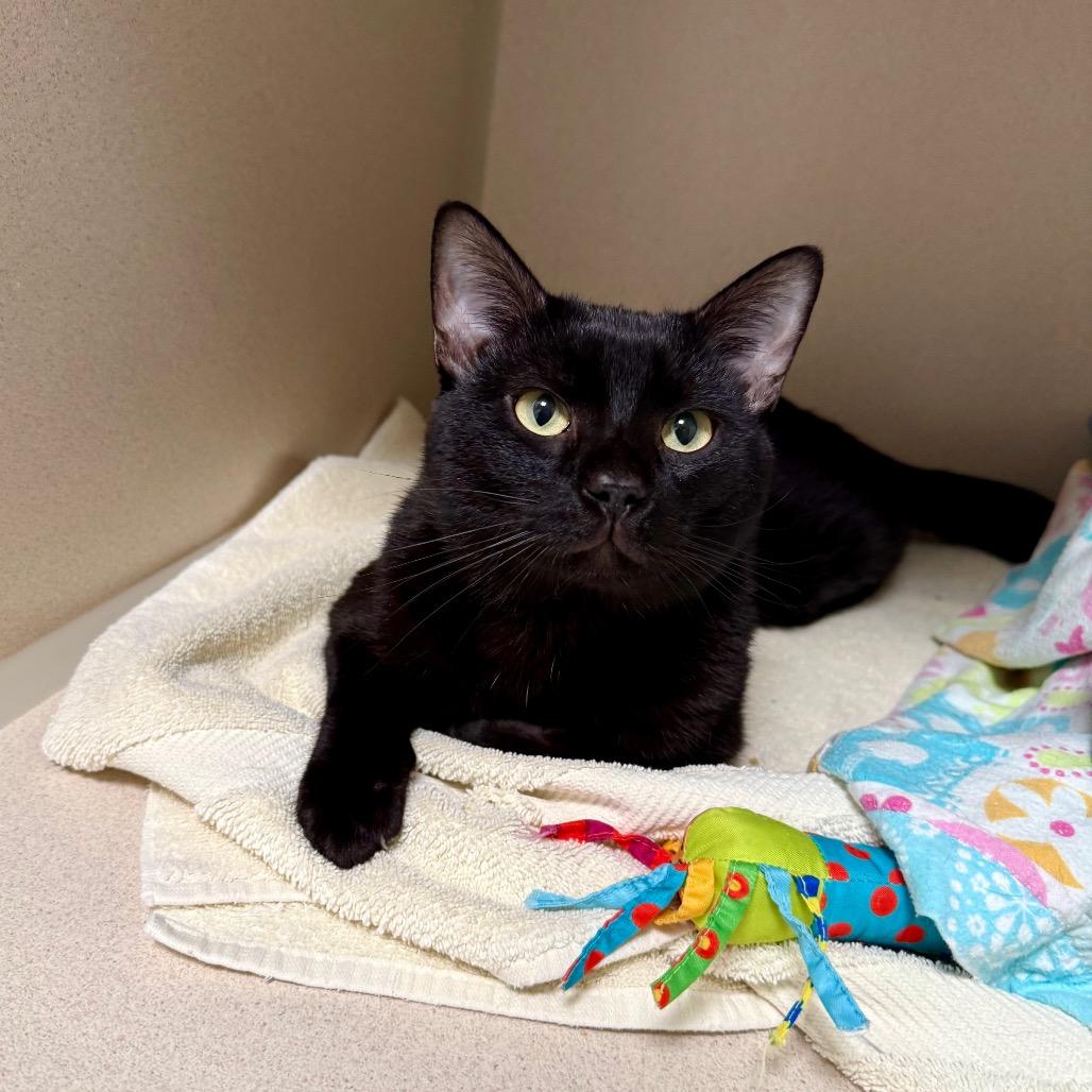 Enlarge Raymond, a Adoptable Domestic Short Hair in Great Falls, MT image 4/6